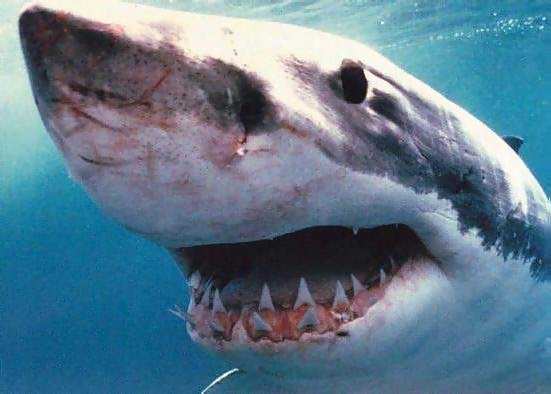 ملف:Large white shark.jpg