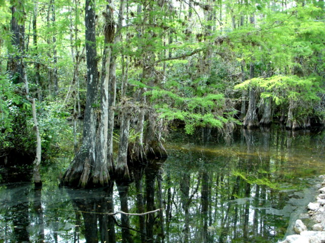 ملف:Everglades Park swamp.JPG