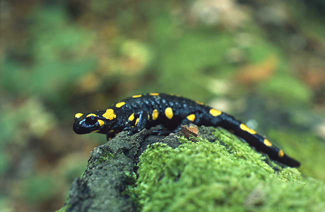 ملف:Salamandra salamandra (Marek Szczepanek).jpg