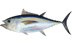 Thunnus obesus.png