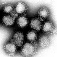 ملف:Influenza virus.png