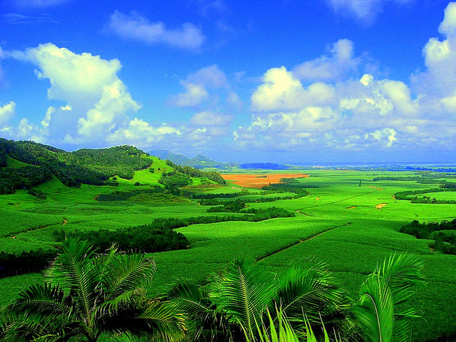 ملف:Sugarcane plantation in Mauritius.jpg