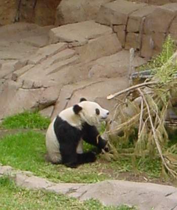 ملف:Panda eating Bamboo.jpg