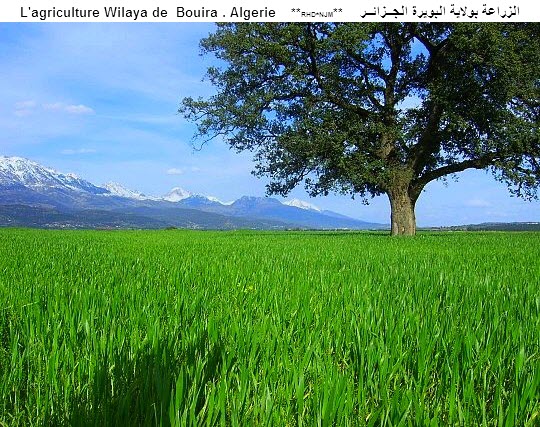ملف:Agriculture-bouira -Algerie-Rhd-Njm-1.jpg