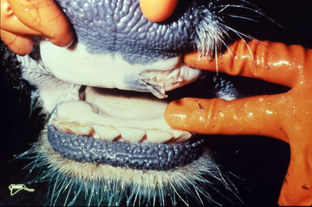 ملف:Foot and mouth disease in mouth.jpg