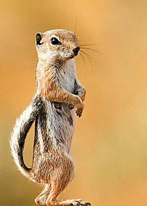 ملف:White Tailed Squirrel.jpg