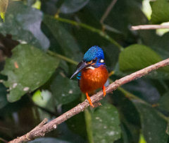 GJSheppard-Blue-eared Kingfisher.jpg