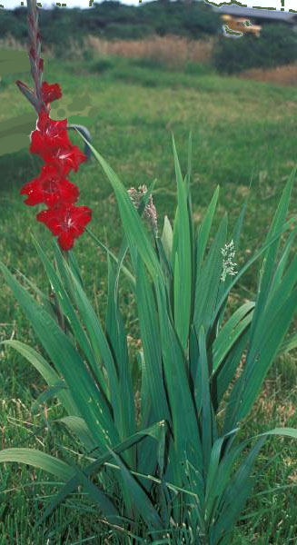 ملف:Gladiolus-sp..jpg