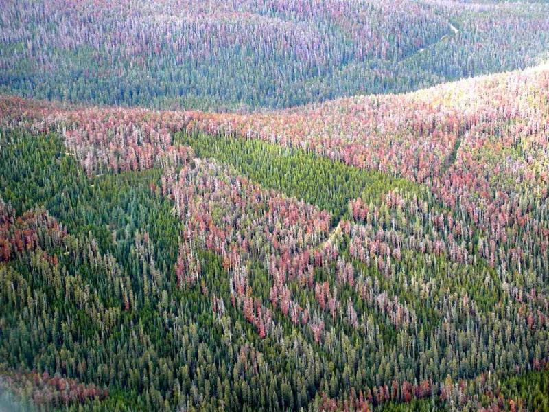 ملف:Mountain Pine Beetle damage in the Fraser Experimental Forest 2007.jpg