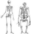 الهيكل العظمي للإنسان والغوريلا