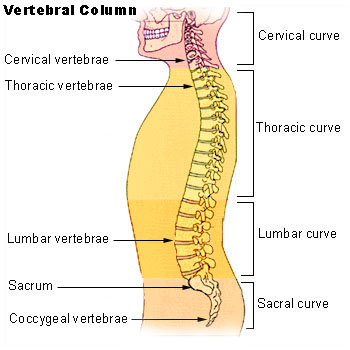ملف:Illu vertebral column.jpg