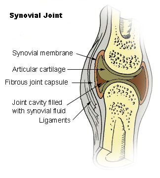 ملف:Illu synovial joint.jpg