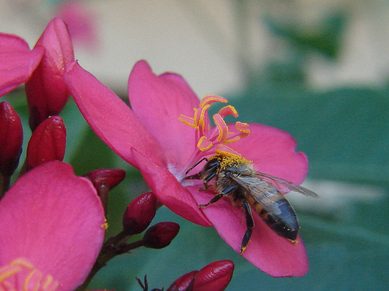 ملف:Bee and jatropha.jpg