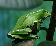 ملف:Giant Waxy Monkey Frog.jpg
