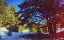 Ain Zhalta reserve in late winter.JPG