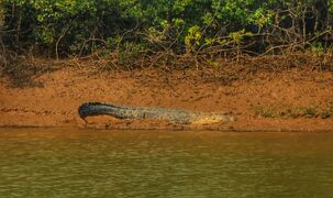 Crocodile in Bhitarkanika National Park