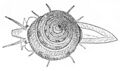 This dorsal view of the living animal Calliostoma bairdii also shows an apical view of its shell