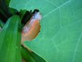 A slug found in Hampshire, إنگلترة, feeding on a leaf.