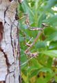 Nymph Empusa pennata, Conehead Mantis
