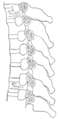 Section of the costotransverse joints from the third to the ninth inclusive.