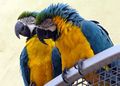 Blue-and-gold Macaws (Ara ararauna)