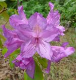 Rhododendron ponticum 2.jpg