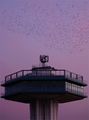 A flock of Starlings gather at sunset to roost.