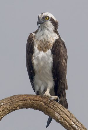 2010-kabini-osprey.jpg