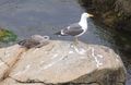 Lesser Black-backed Gull - Adult gull and her chick