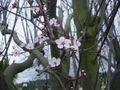 Plum blossoms