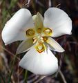Calochortus nuttallii (Sego Lily)