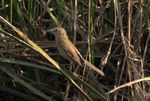 Paddyfield Warbler Acrocephalus agricola IMG 6498 (3).jpg