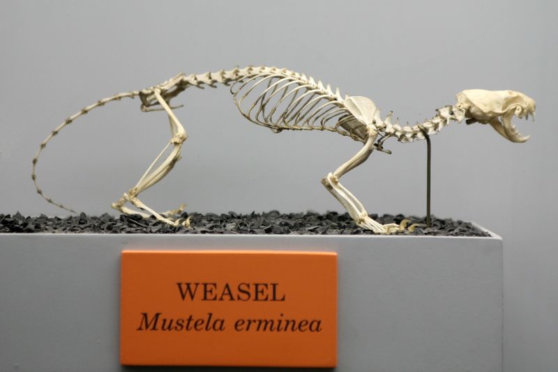 ملف:Weasel (Mustela erminea).jpg