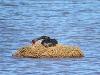 A black swan and its nest at Booragoon Lake