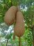 Kigelia africana - sausage tree -fruits 02.jpg
