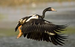 Magpie goose (Aves)
