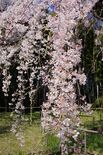 Prunus itosakura 'Pendula' (Shidare-zakura)
