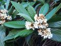 Eriobotrya japonica flowers.jpg