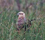 Eurasian Marsh Harrier (Circus aeruginosus)- Female near Hodal I Picture 2101.jpg