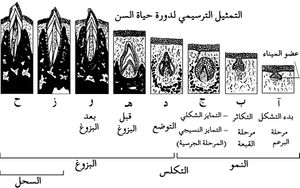 مراحل تطور الأسنان.