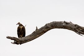 African hooded vulture in Kruger National Park