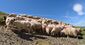 Basco-bearnaise brebis troupeau.jpg