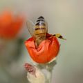 Western honey bee in a Sphaeralcea flower. Mesa, Az