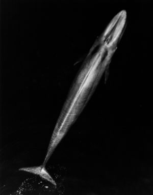 صورة جوية لحوت أزرق بالغ توضح طوله