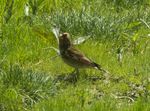 Crimson-winged Finch - Almaty - Kazakistan S4E2283 (22647791229).jpg
