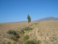 On the plateau between the north shore of Lake Issyk-Kul and the Küngöy Ala-Too Range (near Tamchy)