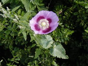 Papaver somniferum Lilamohn.JPG