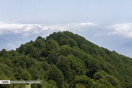 Caspian Hyrcanian Mixed Forests in Northern Iran 08.jpg