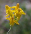 golden eardrops (Dicentra or Ehrendorferia chrysantha)