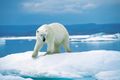يراقب الدب القطبي بانتباه فتحة في الجليد لعدة ساعات أملا في خروج الفقمة وبمجرد أن يرى فقاعات تتصاعد من المياه يثب بوزنه الذي يصل إلى مئات كغم [5].